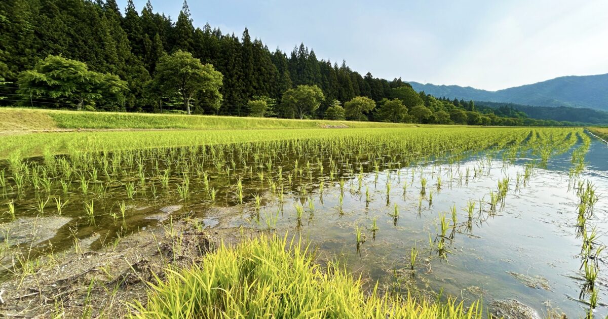 田んぼと山に囲まれた日本の田園風景