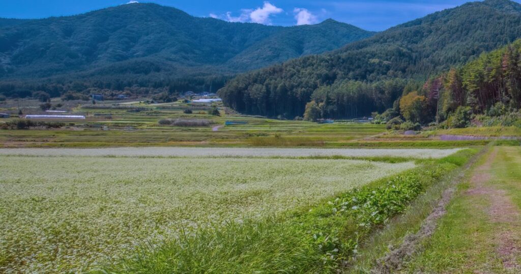 そば畑と山々が広がる日本の農村風景