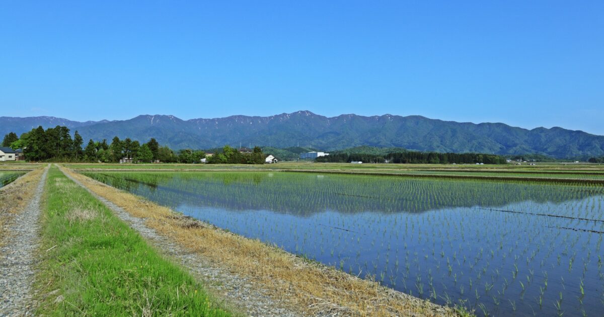 田植え後の水田と遠くの山々